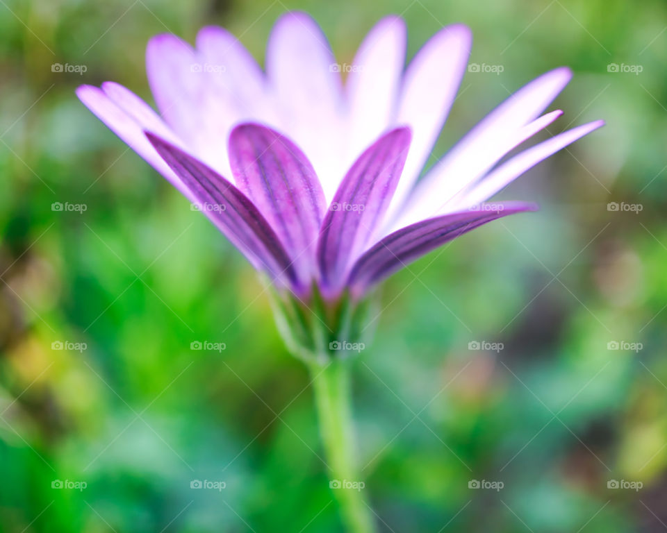 Wild flower soft focus