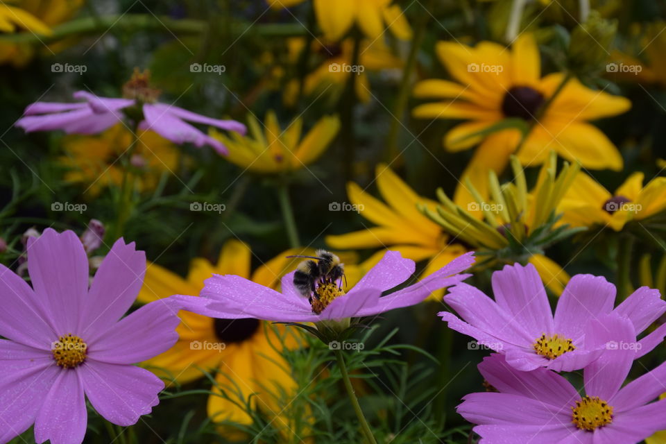Flowers - bee