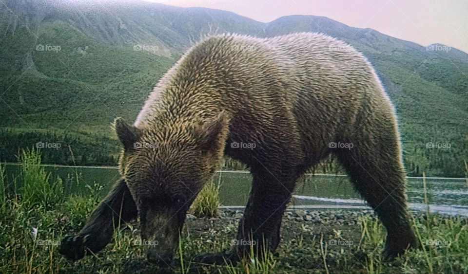 Young Grizzly bear fishes on the banks of an Alaska lake.