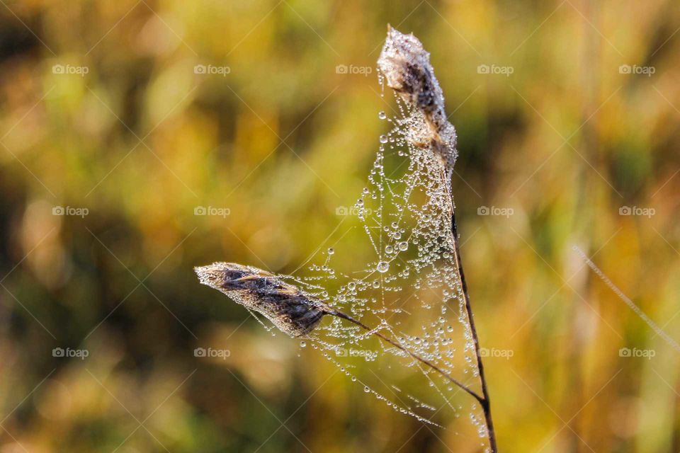 dew drops on the web