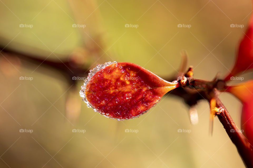 A portrait of a single red and half frozen tiny leaf of a bush attached to a branch during golden hour. its still half covered in ice but its melting away.