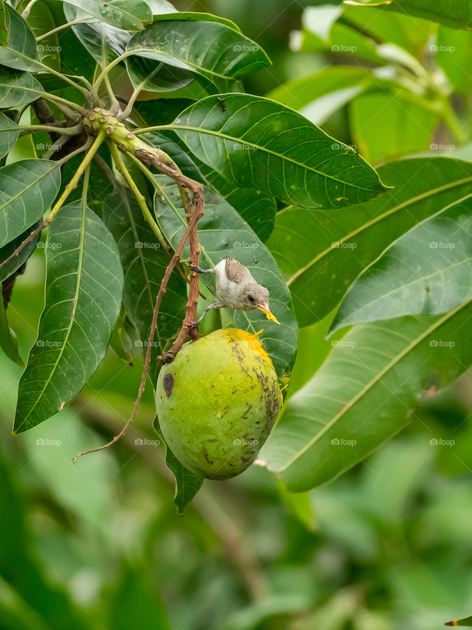 Enjoying Mango Pulp