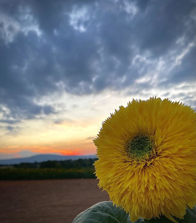 A teddy bear sunflower… accompanied with a warm sunset