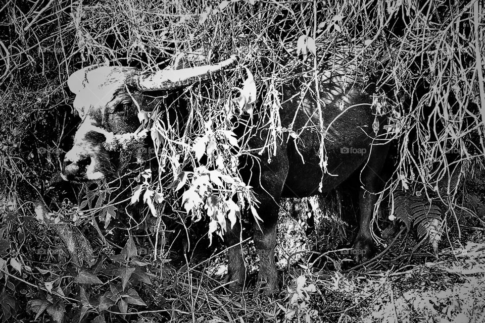 Lovely buffalo is taking a chill pill in the shades of nearby bushes...