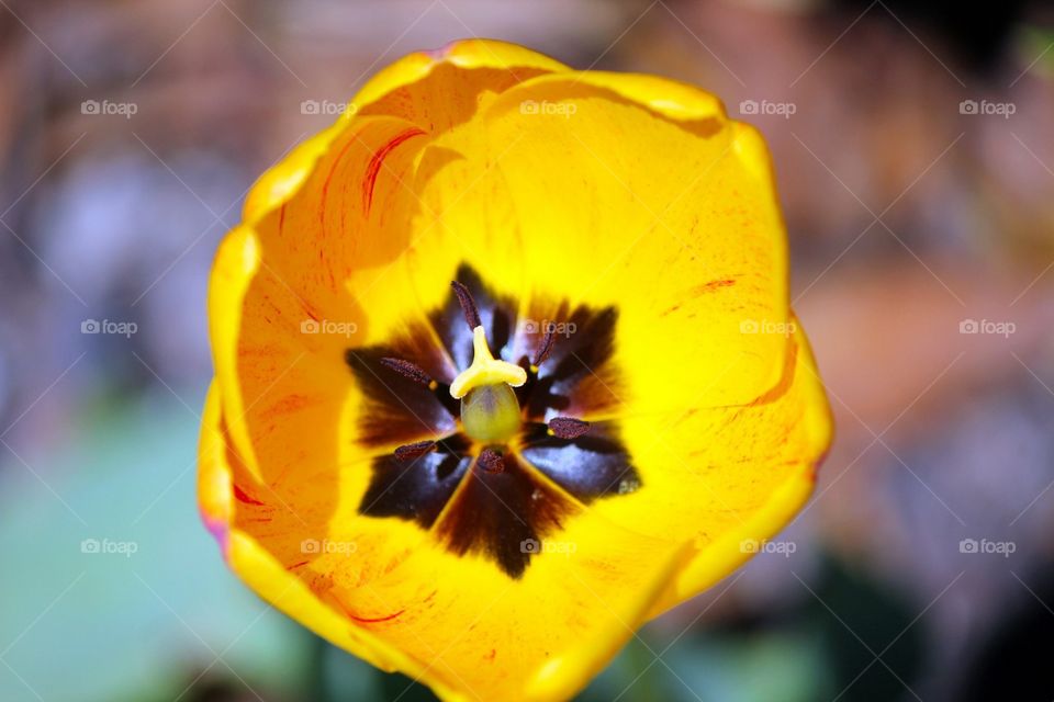 Yellow Tulip - Spring