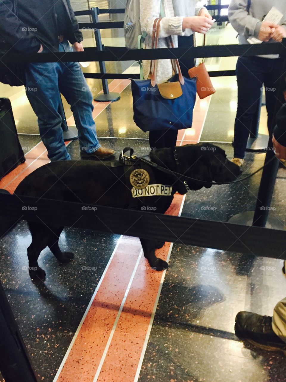 Secret device dog at Airport line safety 