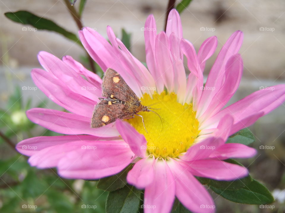 Wildlife in my garden 