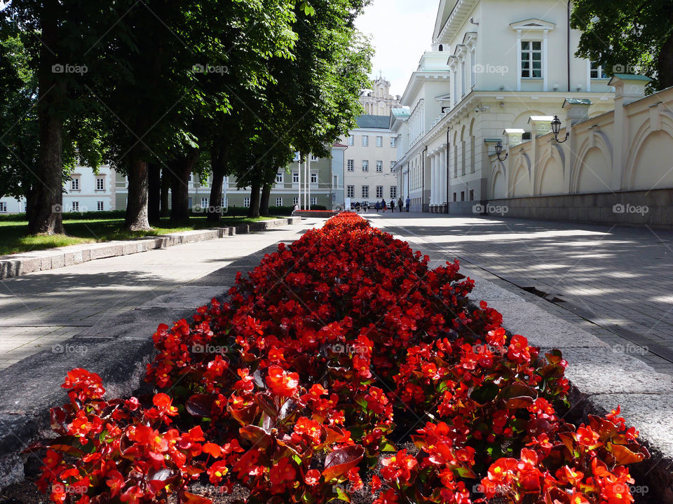 Exploring Vilnius' flowers at daytime