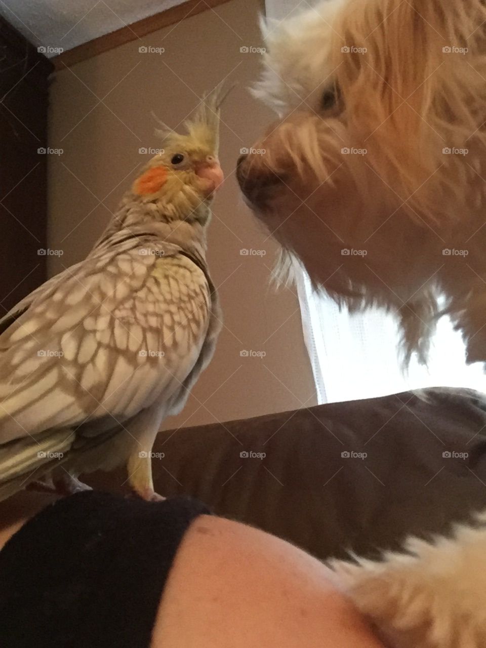 Dog and bird meet