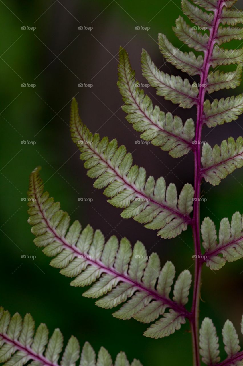 green purple fern up close macro