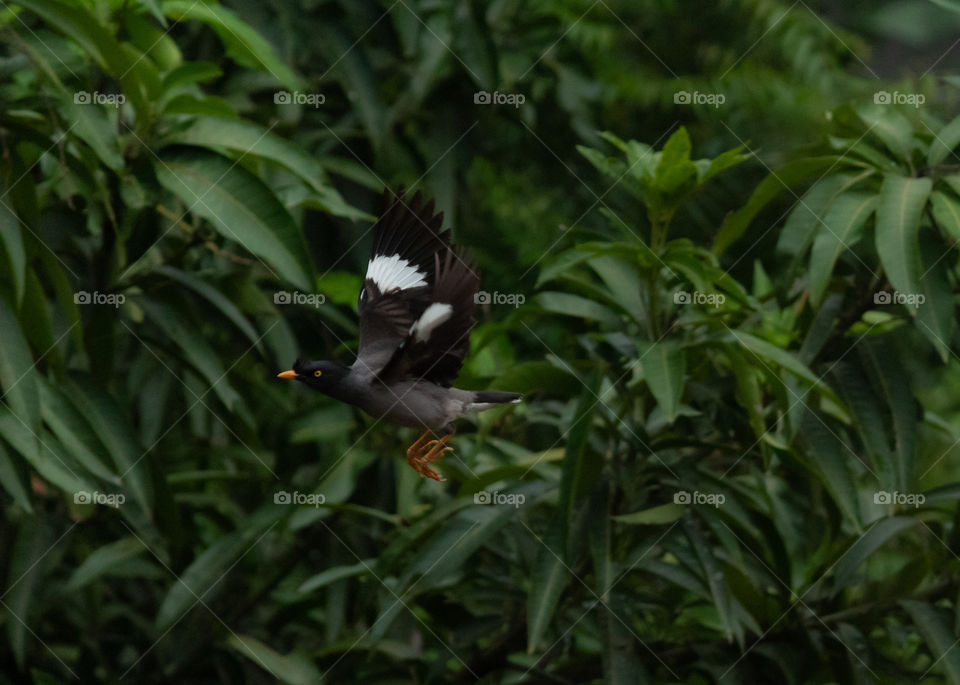 Jungle Myna