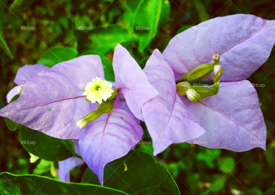 🇧🇷 Nossas primaveras de cor lilás, tão bonitas nessa época do ano aqui no Brasil! / 🇺🇸 Our lilac spring, so beautiful this time of year here in Brazil!