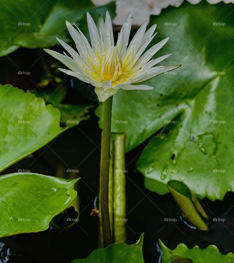 Lotus