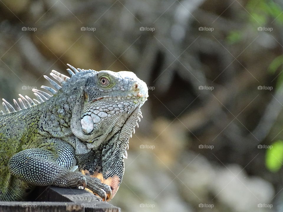 Iguana