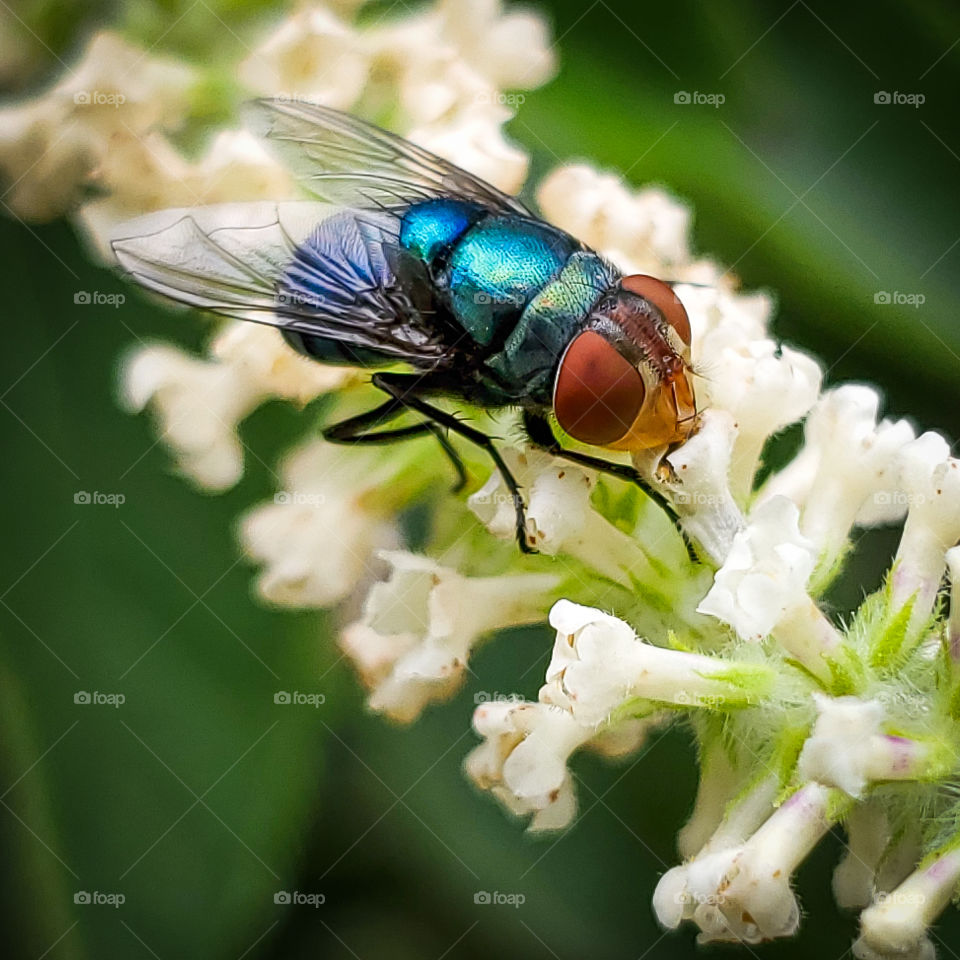 Macro of a colorful fly feeding on sweet almond verbena flower nectar.