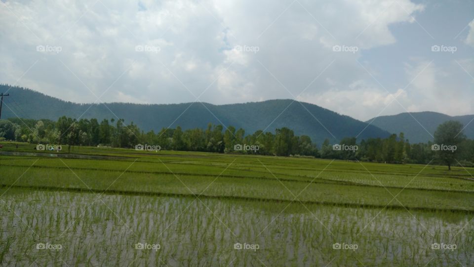 Landscape, Agriculture, No Person, Tree, Cropland