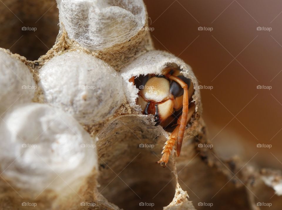 Hatching wasp