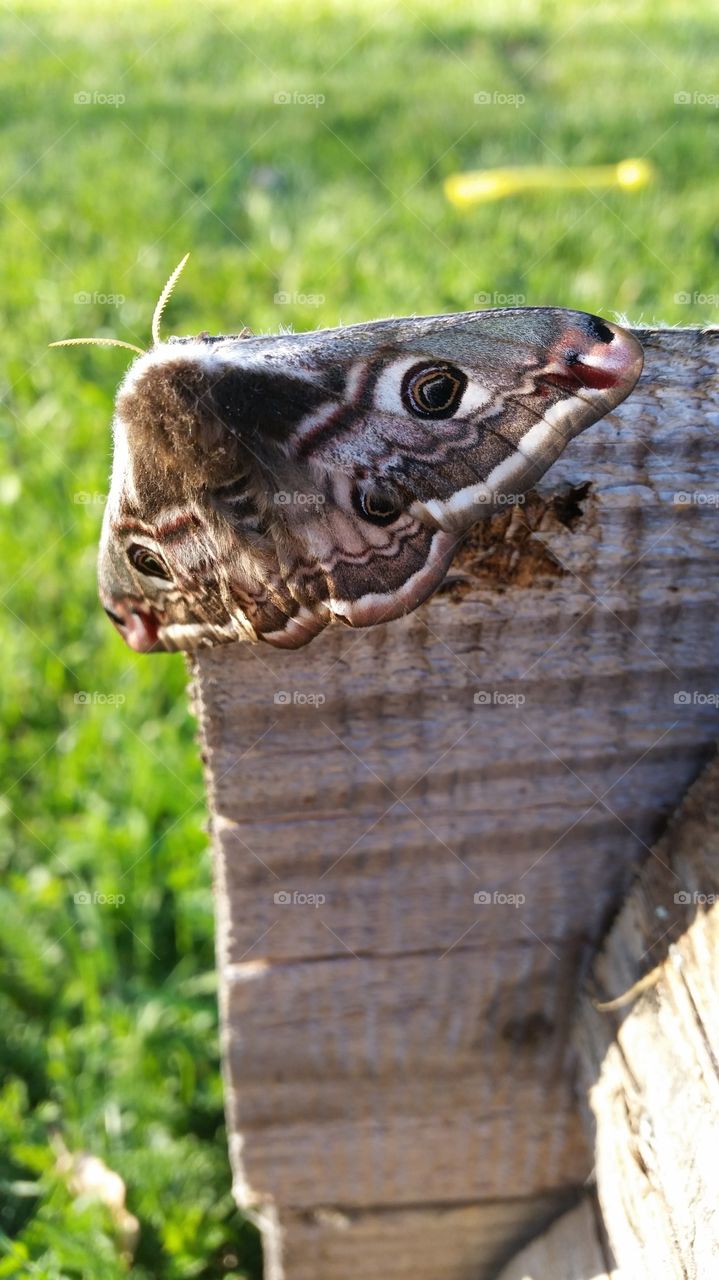 Beutiful grey and white butterfly