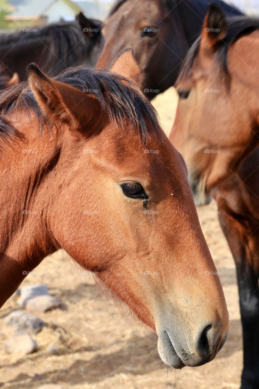 Wild mustang colt, wild horses of the Nevada Sierra desert and mountains 