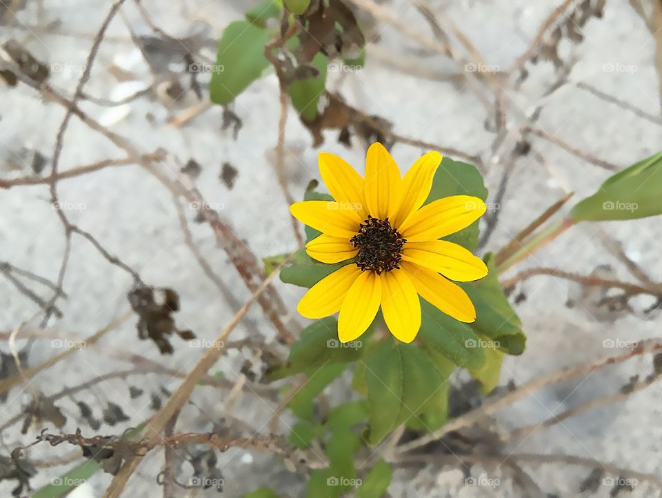 Lovely little lob sided beach daisy flower blooming proudly.