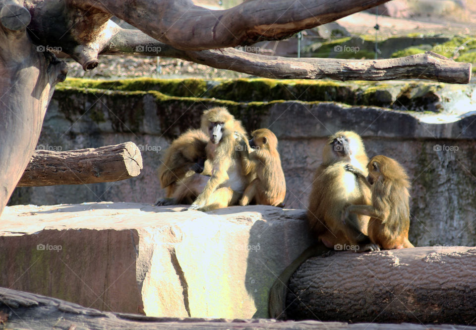 Guinea baboons delousing each other