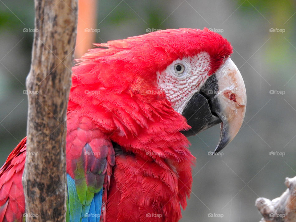 Red parrot