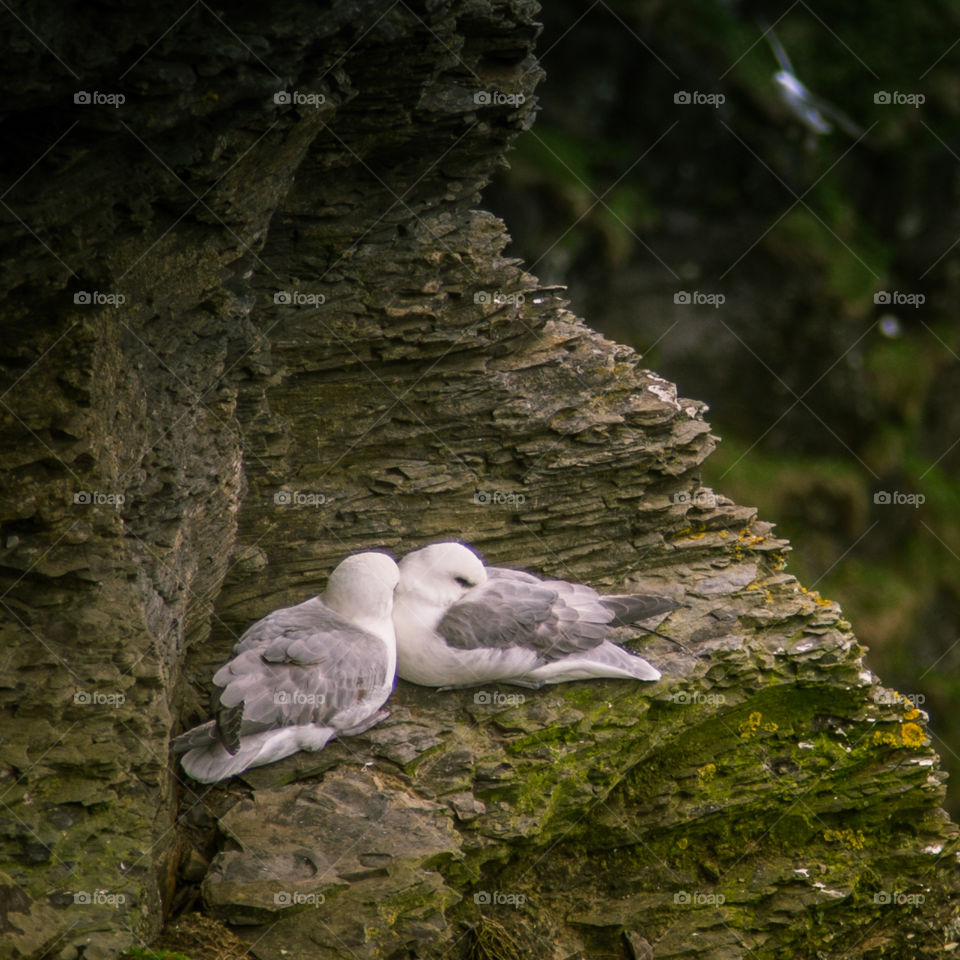 Nature, Water, No Person, Bird, Tree