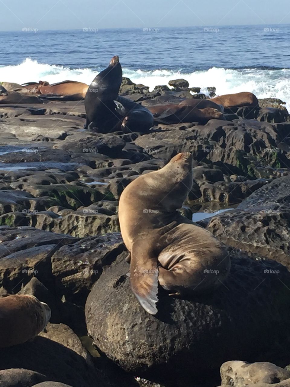 Sleeping Seals on La Jolla Beach in San Diego 