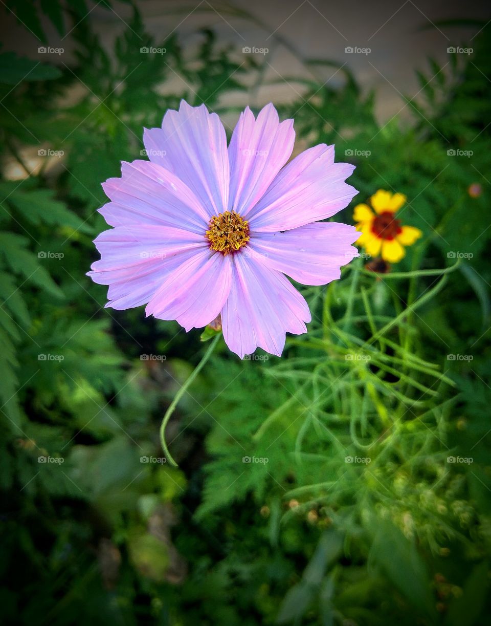 delicate lavender flower