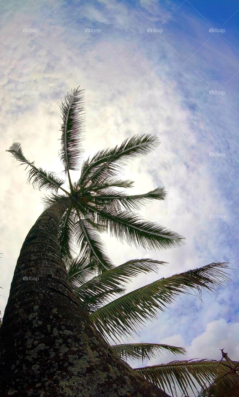 Palm tree