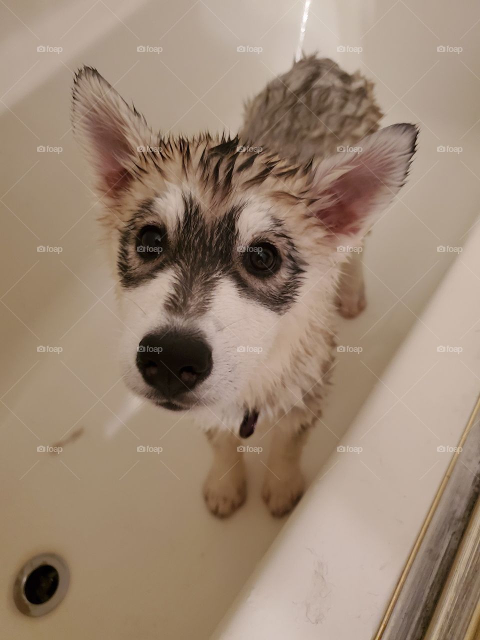 Nyx
AKC Registered Siberian Husky
Bathtime!
Insta: howling_winds_siberians
