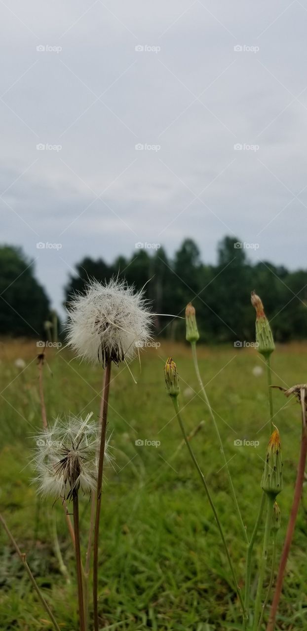 Dandelion Seeds in the Field