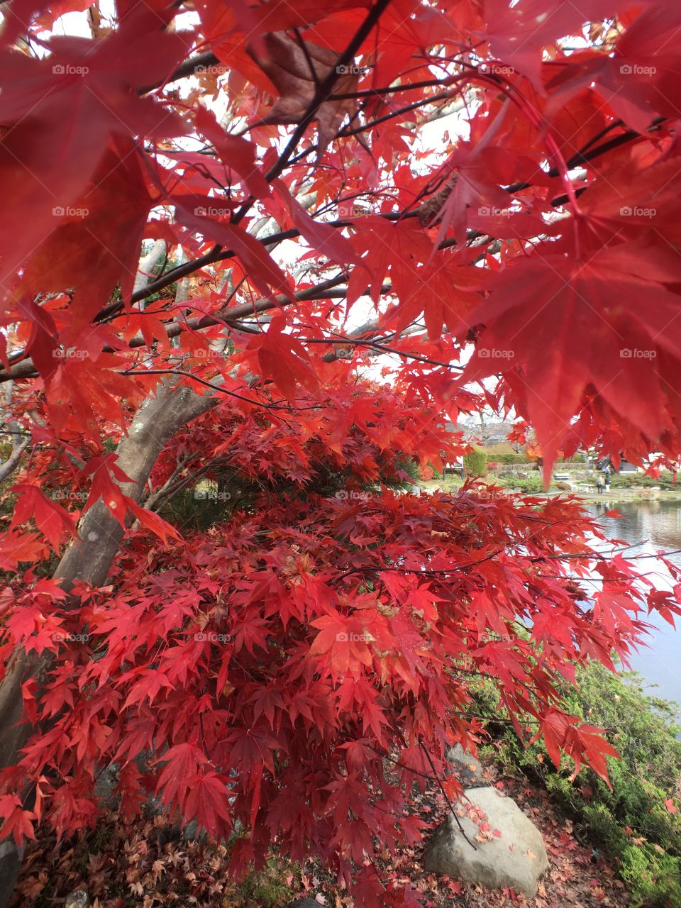 Red leaves in japan