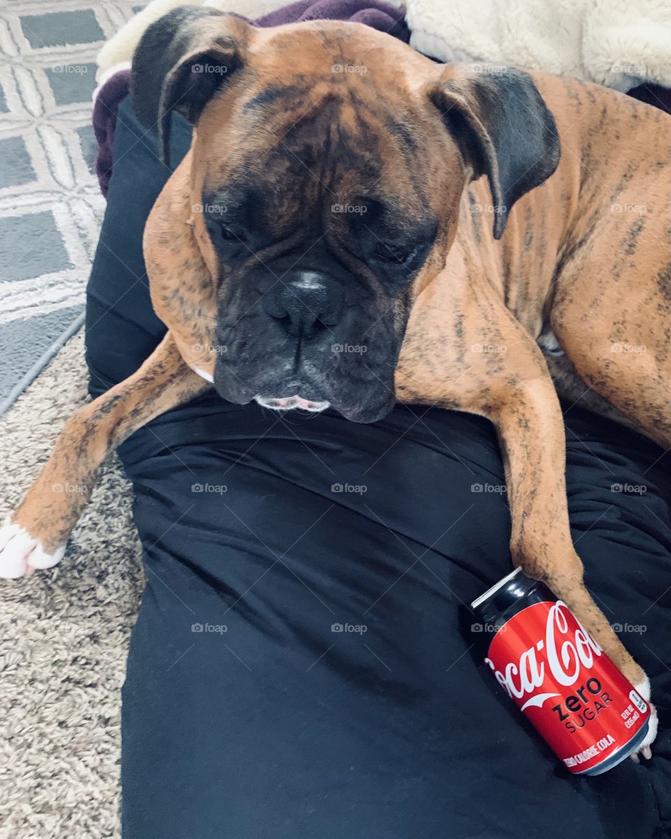 Boxer puppy dog and a Coca Cola can relaxing on a soft cushion 