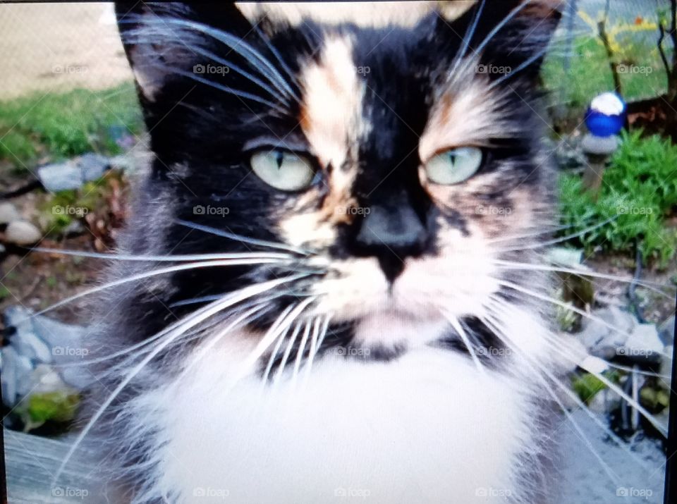 Multicolor cat, white long whiskers, pond garden background.