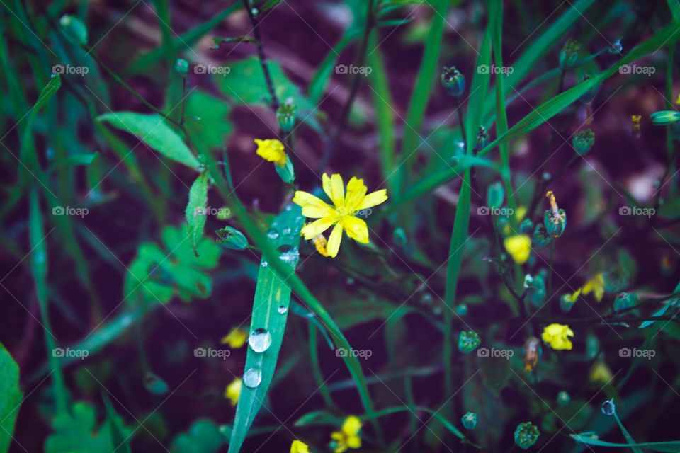 Wild yellow flowers and blade grass in forest after rain