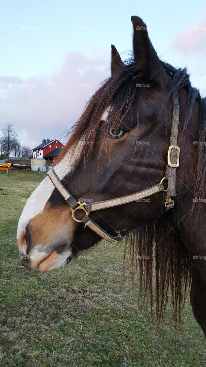 Mammal, Farm, Cavalry, Horse, Grass
