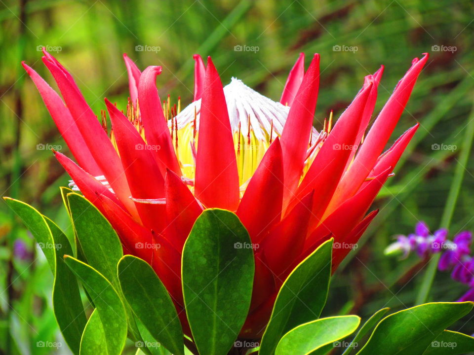 King protea