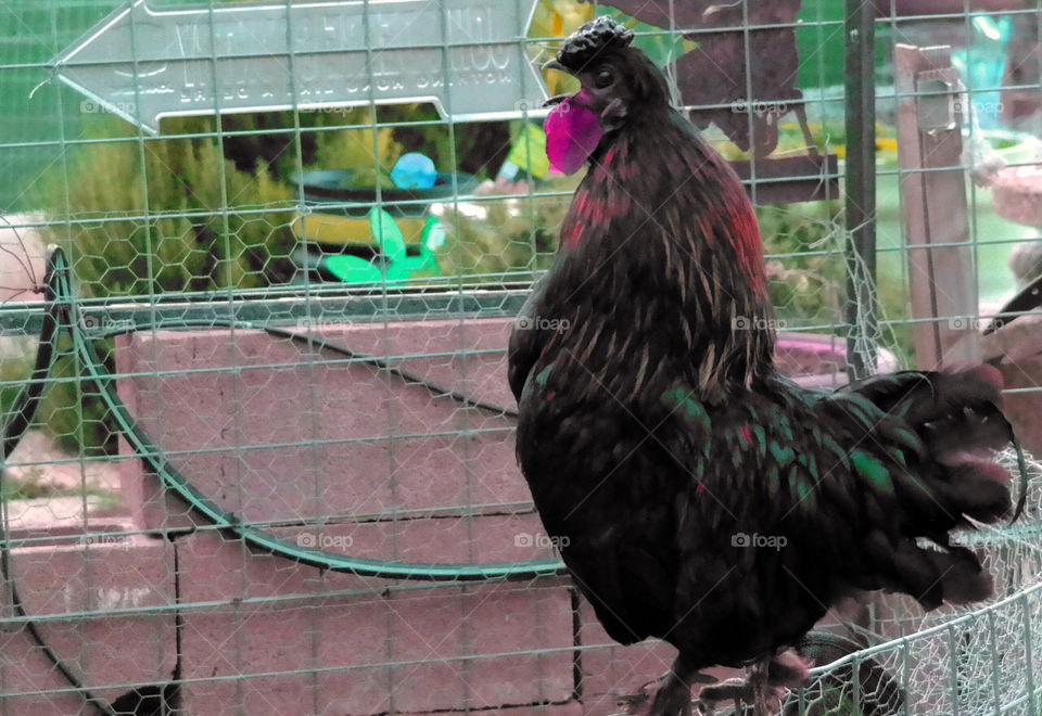 Skittles. rooster doing his morning crow