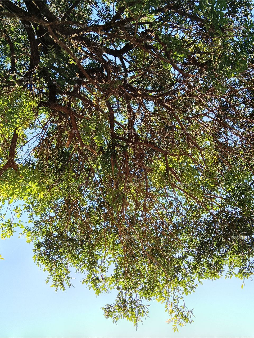 Nature blue sky, tree
