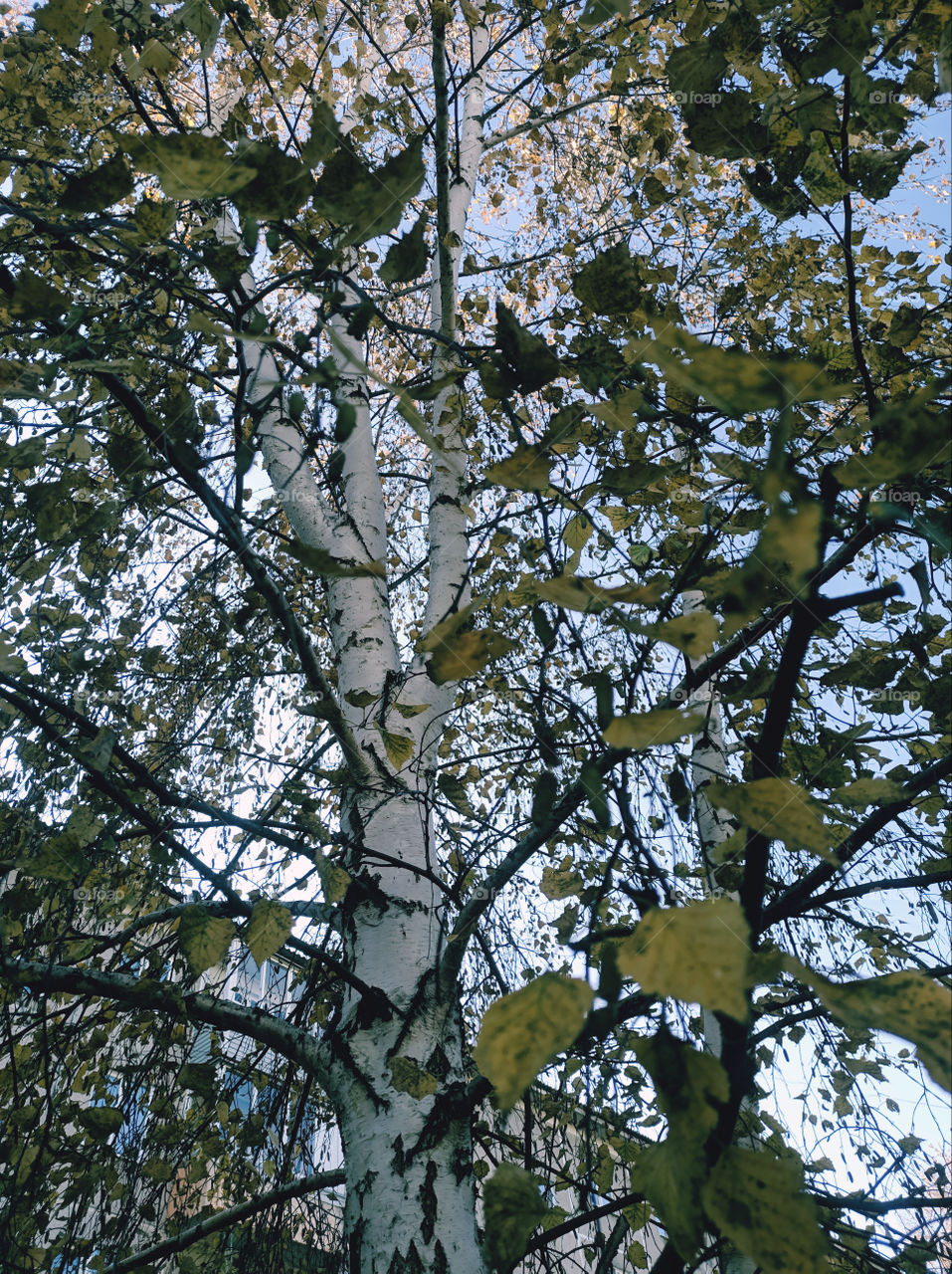 autumn birch