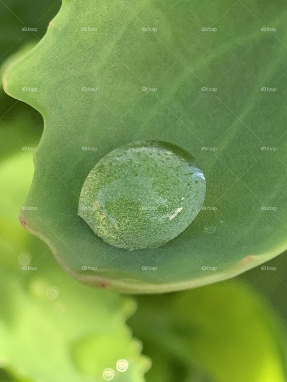 A small drop of water on the leaf of a plant