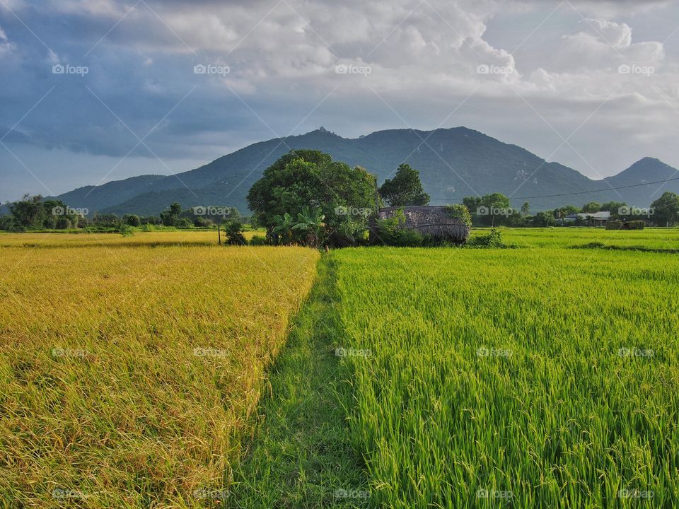 Two colors of rice field in my village