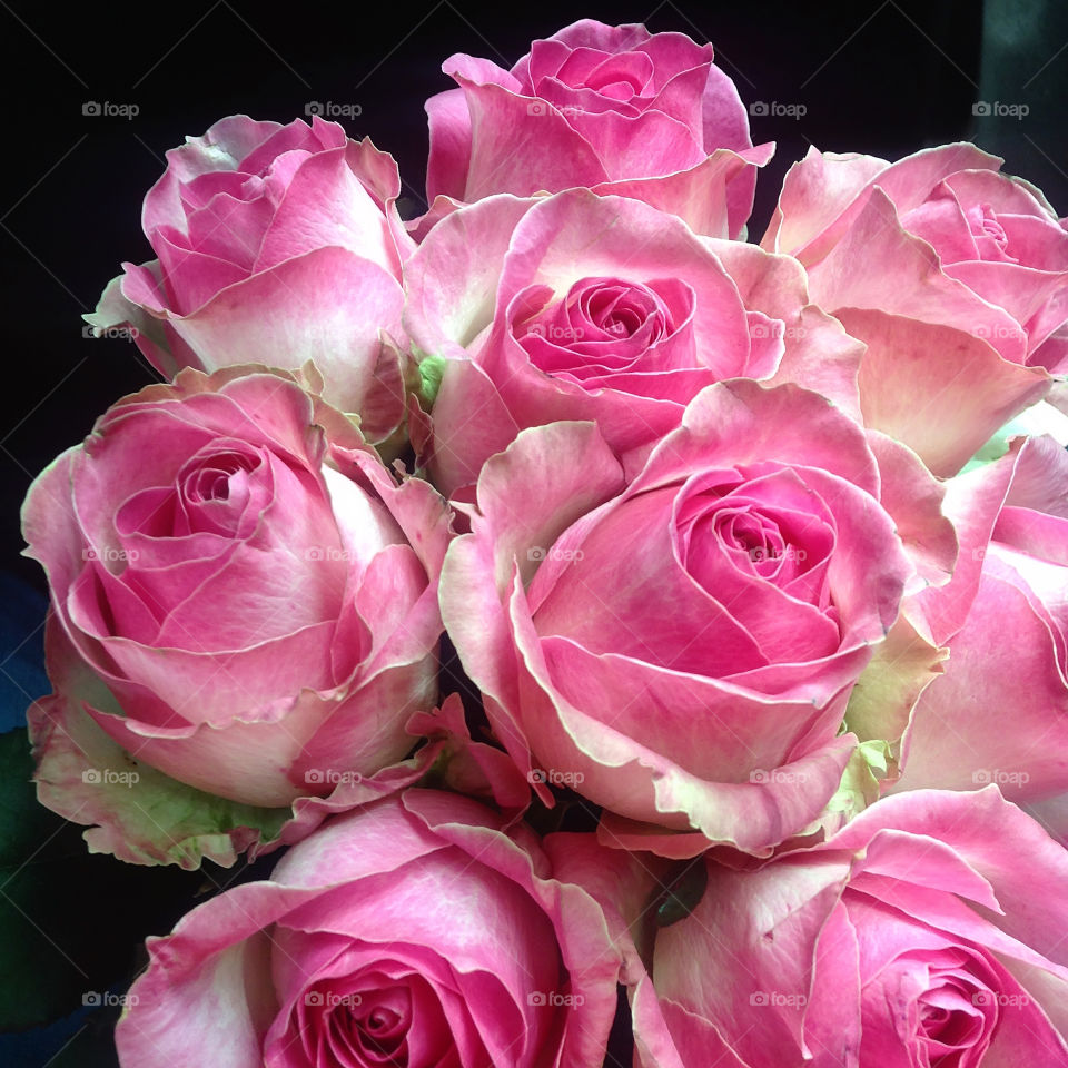 Elevated view of pink rose