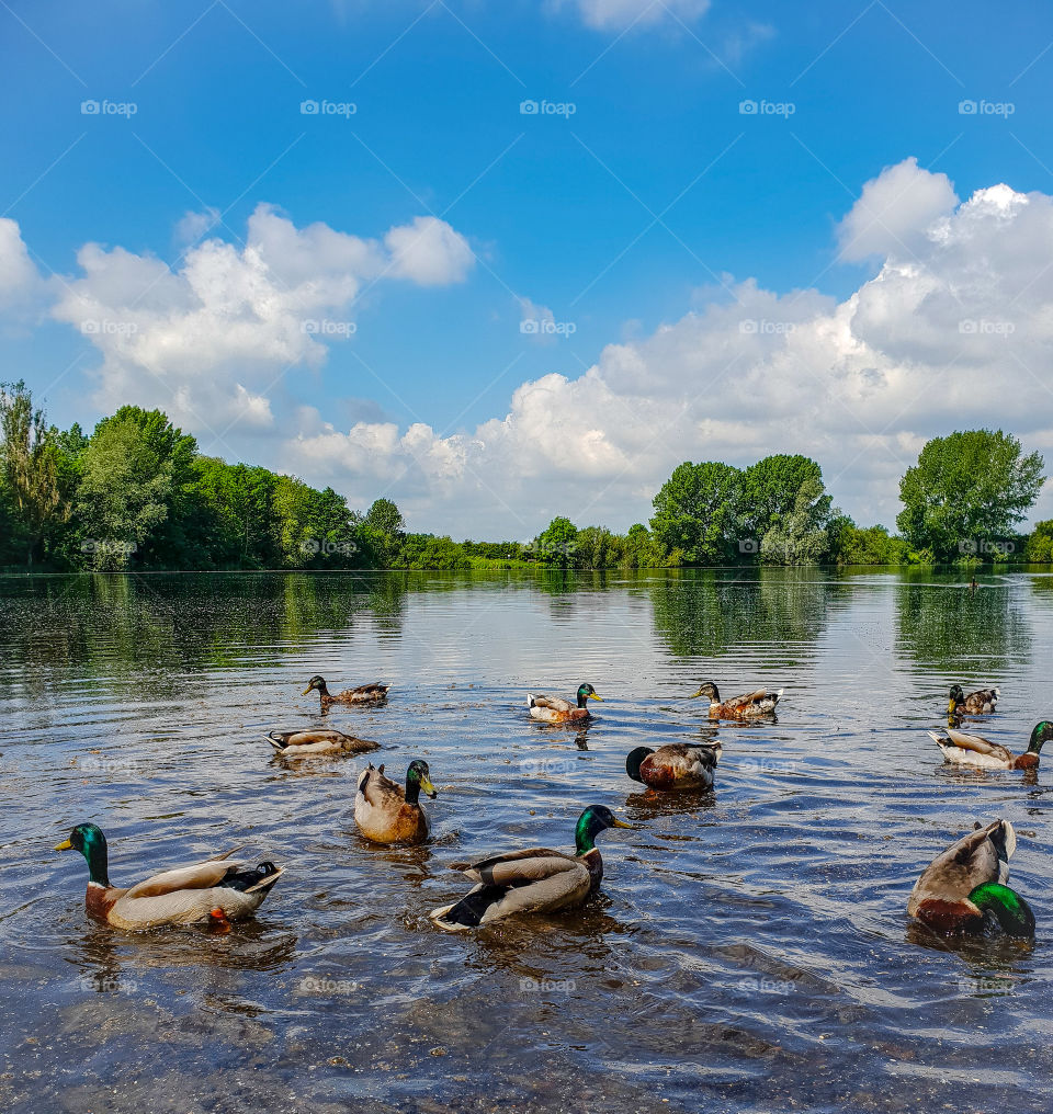 ducks in lake at summer time. derby, England