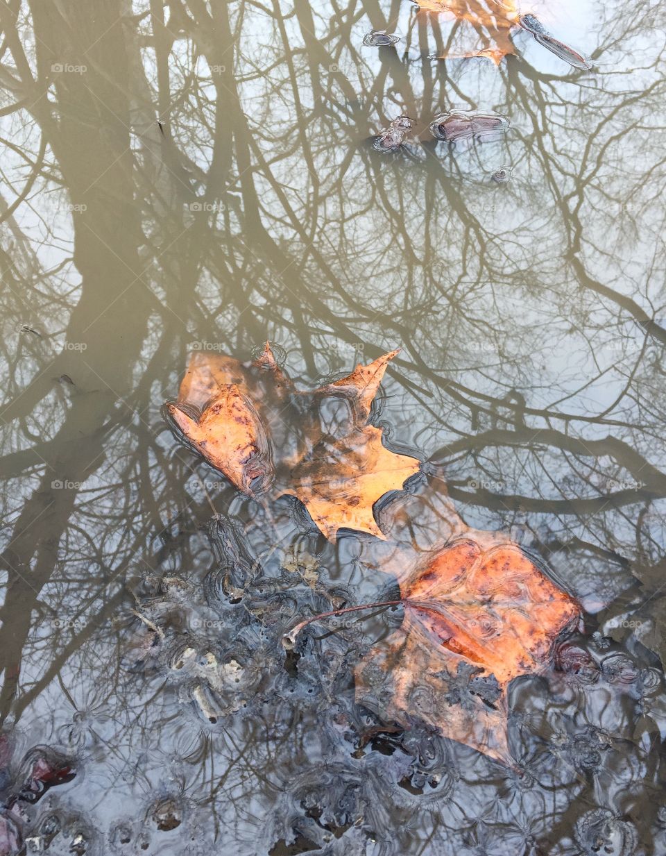 Leaves in puddle with tree reflection 