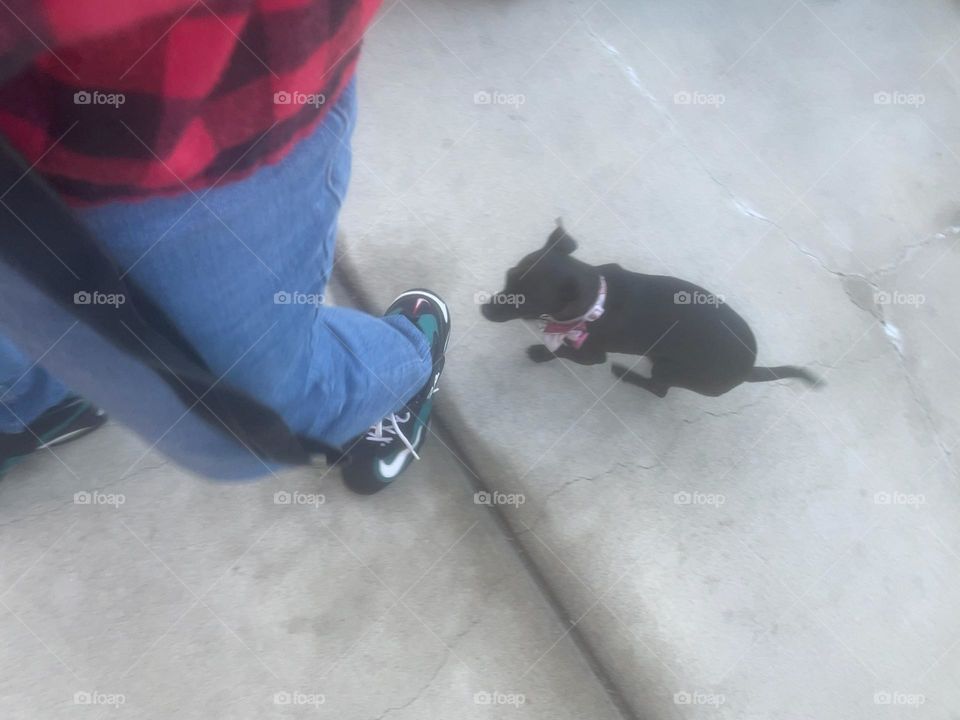 Photo of our neighborhood pet likes to visit my dog in the mornings