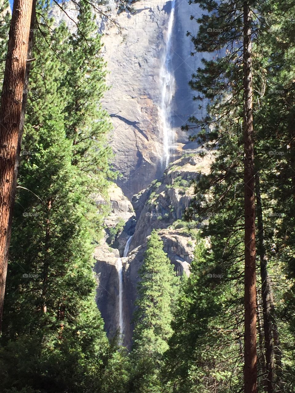 Yosemite falls. Yosemite national park 
Yosemite falls
