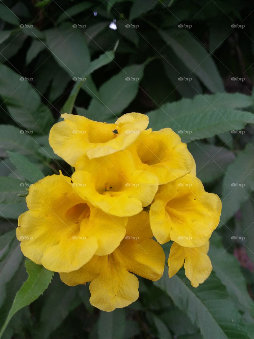 yallow flower