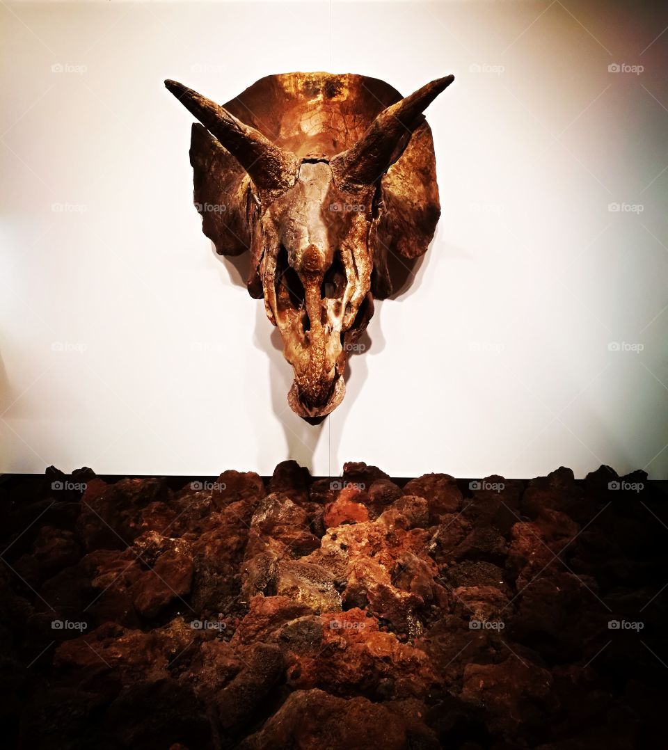 Replica of a Dinasour skull